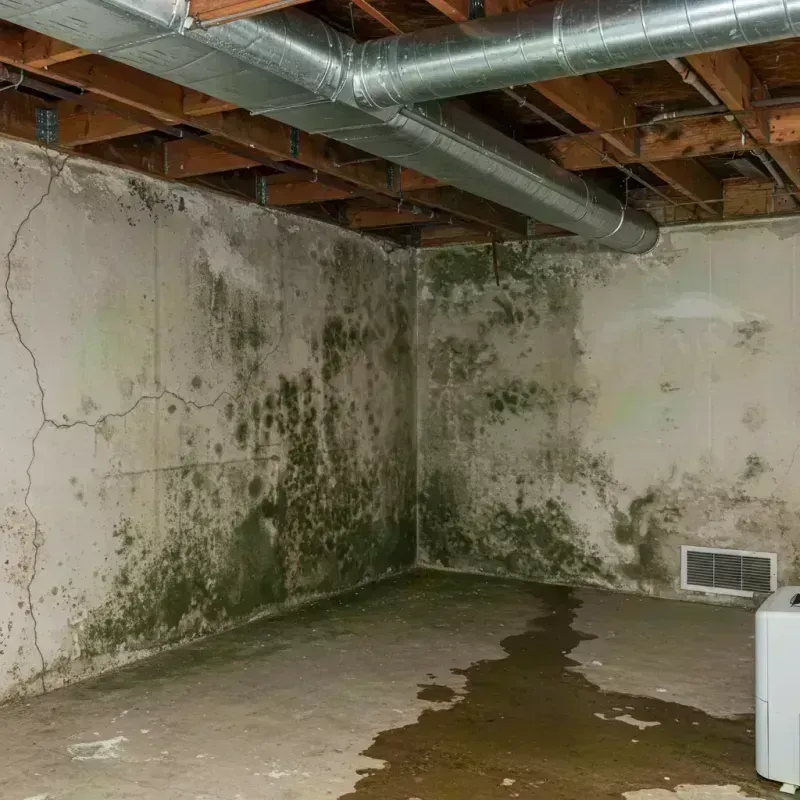 Professional Mold Removal in Kendall County, IL